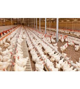 Для птицефабрик