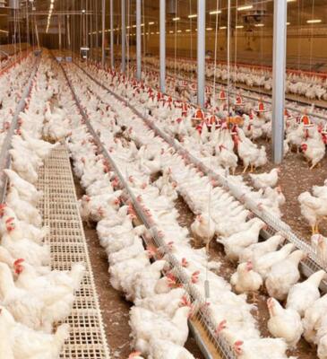 Копия Для птицефабрик