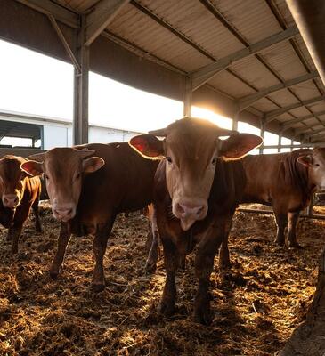 Копия Для животноводства и сельского хозяйства